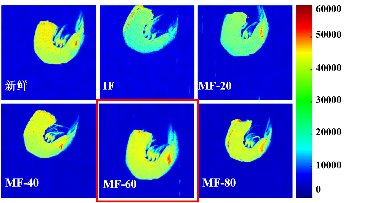 “Bsports.必一（中国）体育杯”江南大学优秀案例解析|低场核磁共振分析用于磁场辅助冷冻对虾仁水分迁移的调控研究